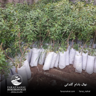 نهال بادام گلدانی
