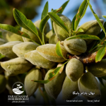 نهال بادام یامگا