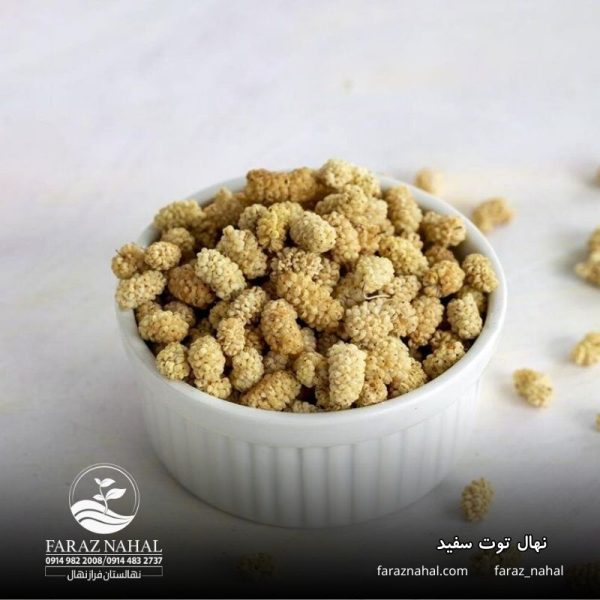 نهال توت سفید (1)