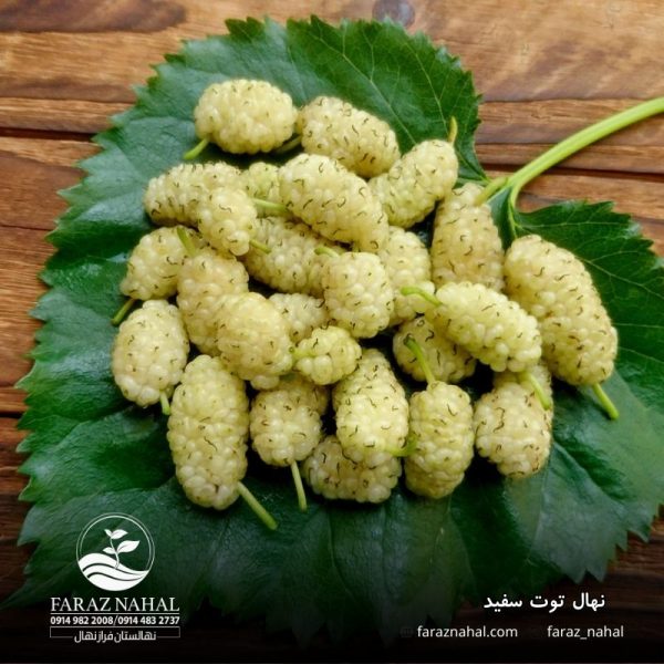 نهال توت سفید (2)