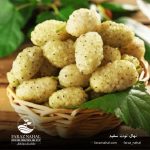 نهال توت سفید (3)