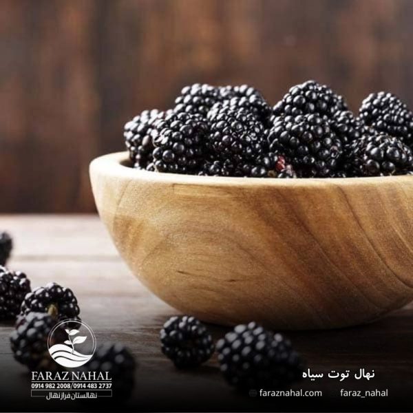 نهال توت سیاه (1)
