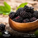 نهال توت سیاه (2)