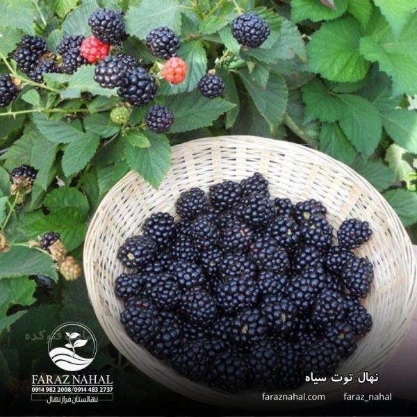 نهال توت سیاه (3)