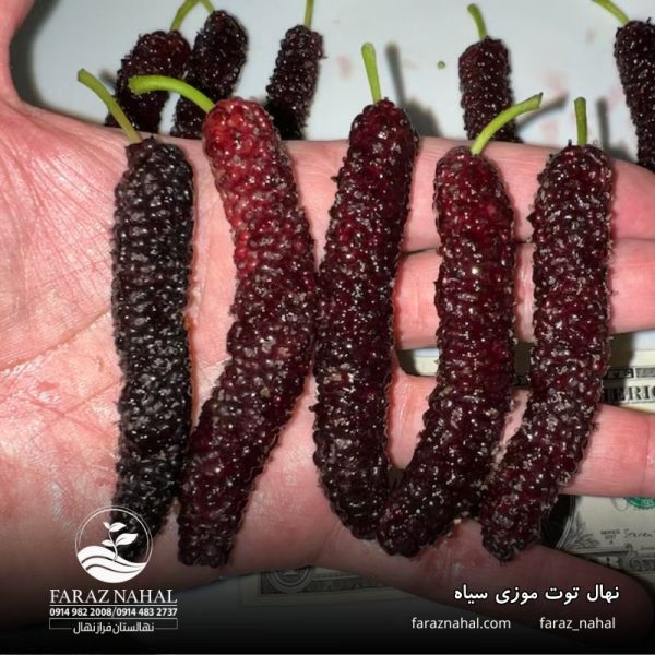 نهال توت موزی سیاه (3)