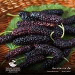 نهال توت موزی سیاه (3)