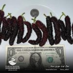 نهال توت موزی سیاه - Image 3