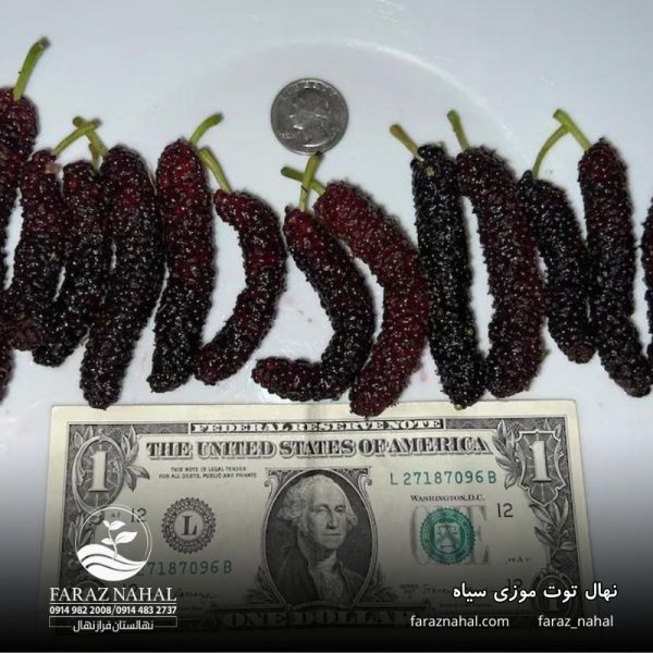 نهال توت موزی سیاه - Image 3