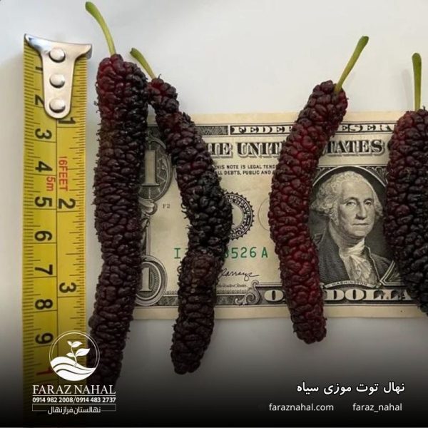 نهال توت موزی سیاه (3)