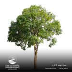 نهال توت کاکوزا (1)