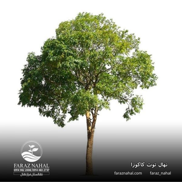 نهال توت کاکوزا (1)