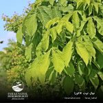 نهال توت کاکوزا (2)