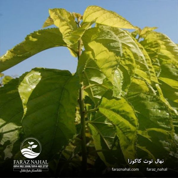 نهال توت کاکوزا (3)