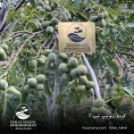 نهال گردو ژنوتیپ تیپ 7