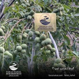 نهال گردو ژنوتیپ تیپ 7