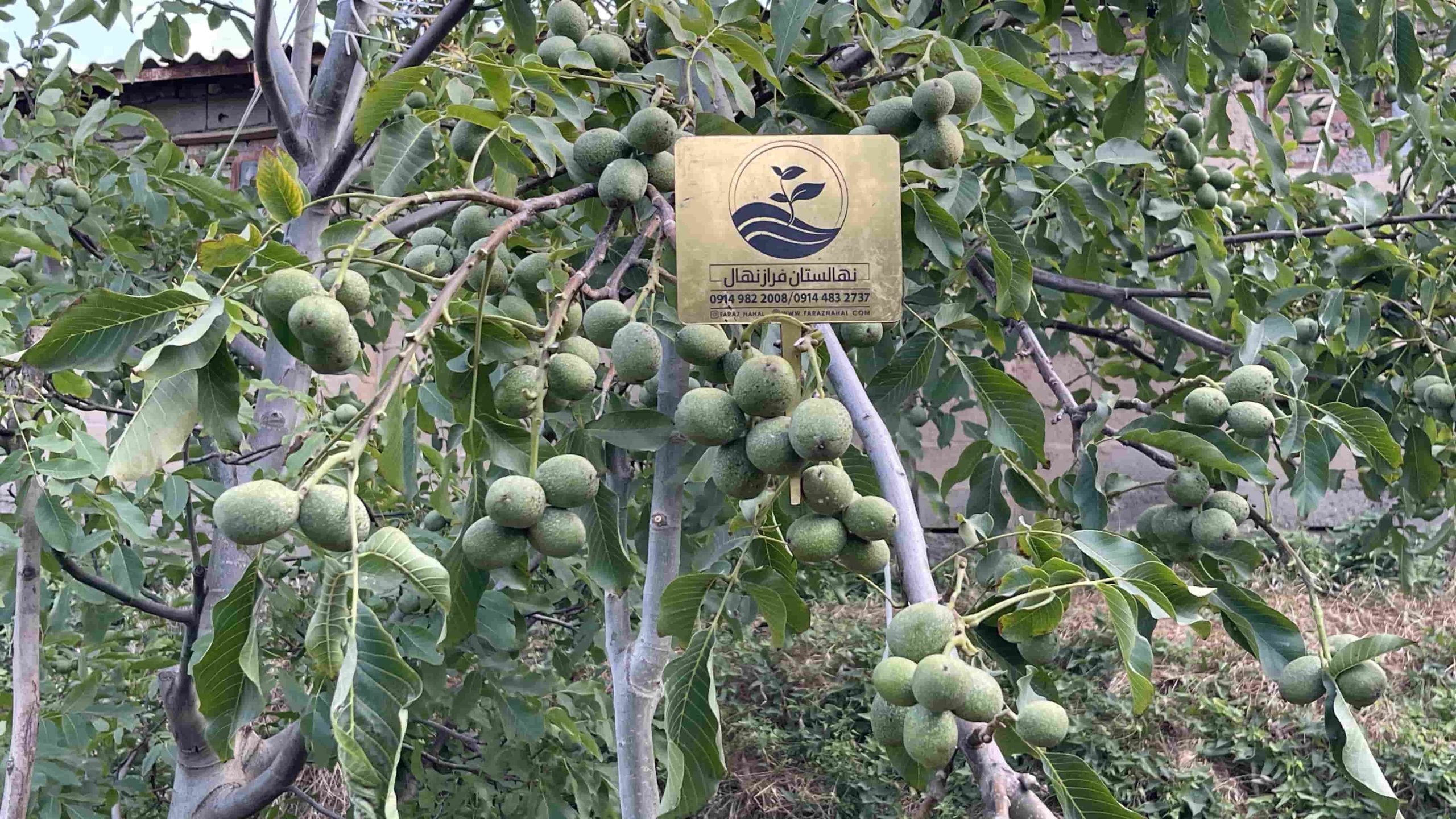 خرید نهال گردو