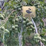 نهال گردو ژنوتیپ تیپ 12