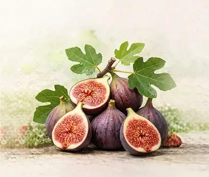 خرید نهال انجیر