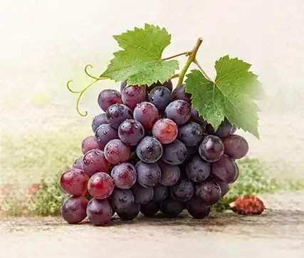 خرید نهال انگور