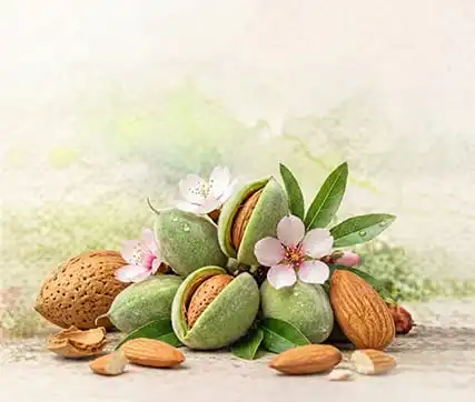 خرید نهال بادام