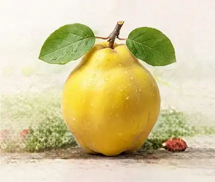 خرید نهال به