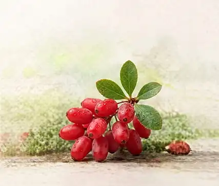 خرید نهال زرشک