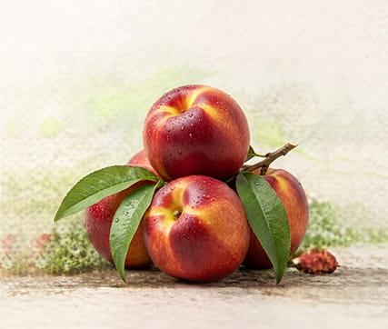 خرید نهال شلیل