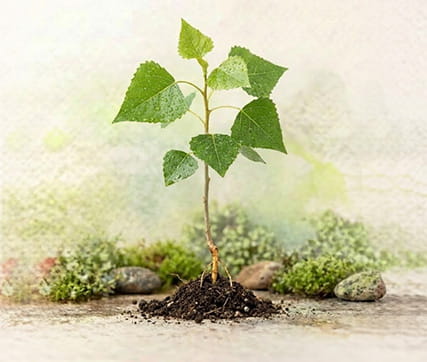 خرید نهال صنوبر