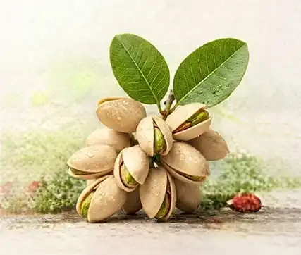 خرید نهال پسته