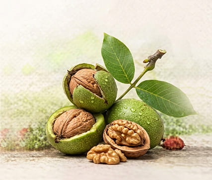 خرید نهال گردو