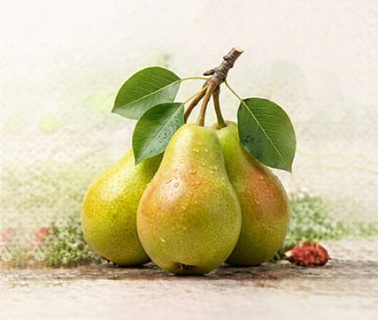 خرید نهال گلابی