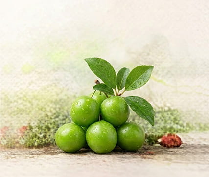 خرید نهال گوجه سبز