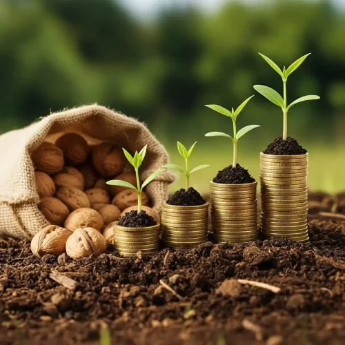 مزایای خرید نهال گردو
