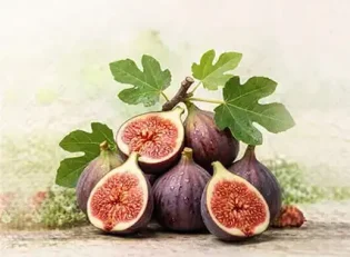 خرید نهال انجیر