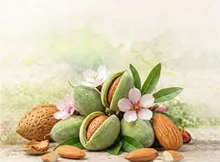 خرید نهال بادام