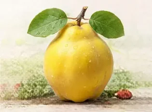 خرید نهال به