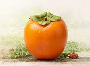 خرید نهال خرمالو