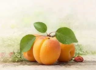 خرید نهال زردآلو