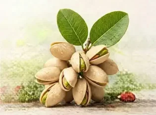 خرید نهال پسته