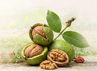 خرید نهال گردو