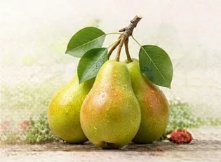 خرید نهال گلابی