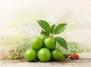 خرید نهال گوجه سبز